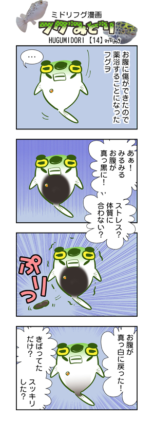 フグみどり14 ミドリフグ　４コマ漫画　byたみ.jpg